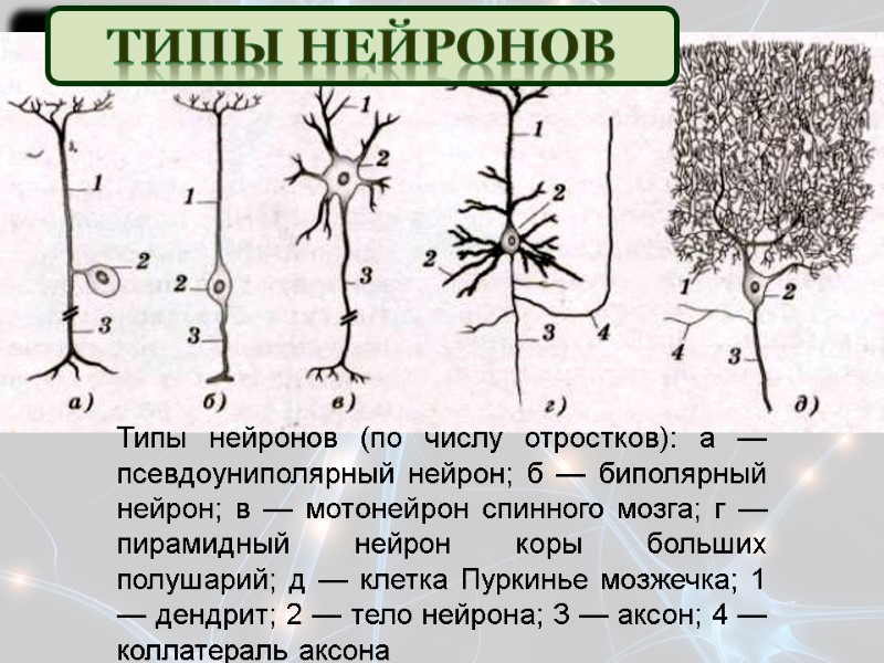 Типы нейронов (по числу отростков): а — псевдоуниполярный нейрон; б — биполярный нейрон; в